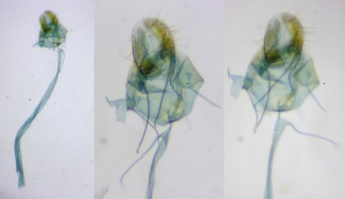 Agonopterix cnicella